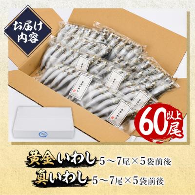 ふるさと納税 佐伯市 <訳あり>佐伯市産真いわしと黄金いわし 食べ比べ (2種・60尾以上) |  | 01