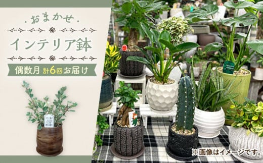 【6回定期便】 おまかせ そのまま飾れる インテリアグリーン / 観葉植物 植物 インテリア / 大村市 アトリウム琴花園[ACZZ007]
