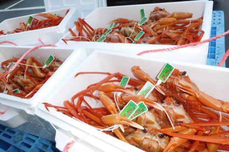 【能登半島 漁協直送】 ボイル 紅ズワイガニ 4尾 (大サイズ) 計2.5kg 前後
