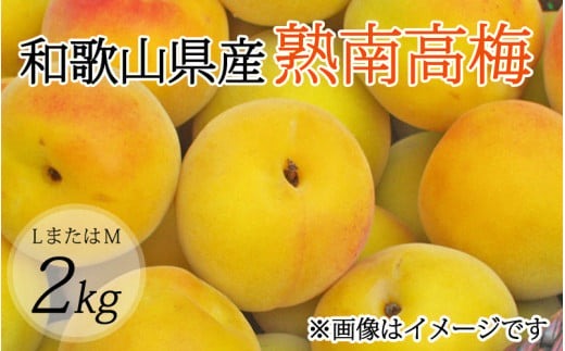 【梅干・梅酒用】（LまたはM－2Kg）熟南高梅＜2026年6月上旬～7月7日発送予定＞【ART07】 /梅 フルーツ 梅酒 生梅 南高梅 完熟  果物 くだもの 食品 人気 おすすめ 送料無料 和歌山