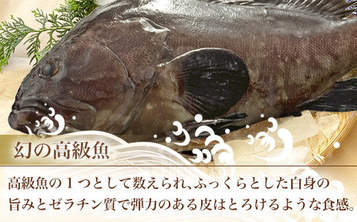 九州佐賀県の豊かな海で育った「幻の高級魚」
クエをご用意しました。