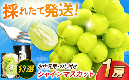 【2026年発送 先行予約】【お中元用/熨斗付】特選シャインマスカット 1房 / 佐賀県 / リフルット株式会社 [41ABAA016]