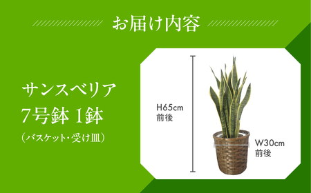 サンスベリア 7号鉢 観葉植物 植物 サンスベリア 人気 おしゃれ かわいい 初心者 枯れにくい 育てやすい お手入れ 室内 大鉢 中型 インテリア リビング 玄関 寝室 キッチン オフィス 店舗 プ
