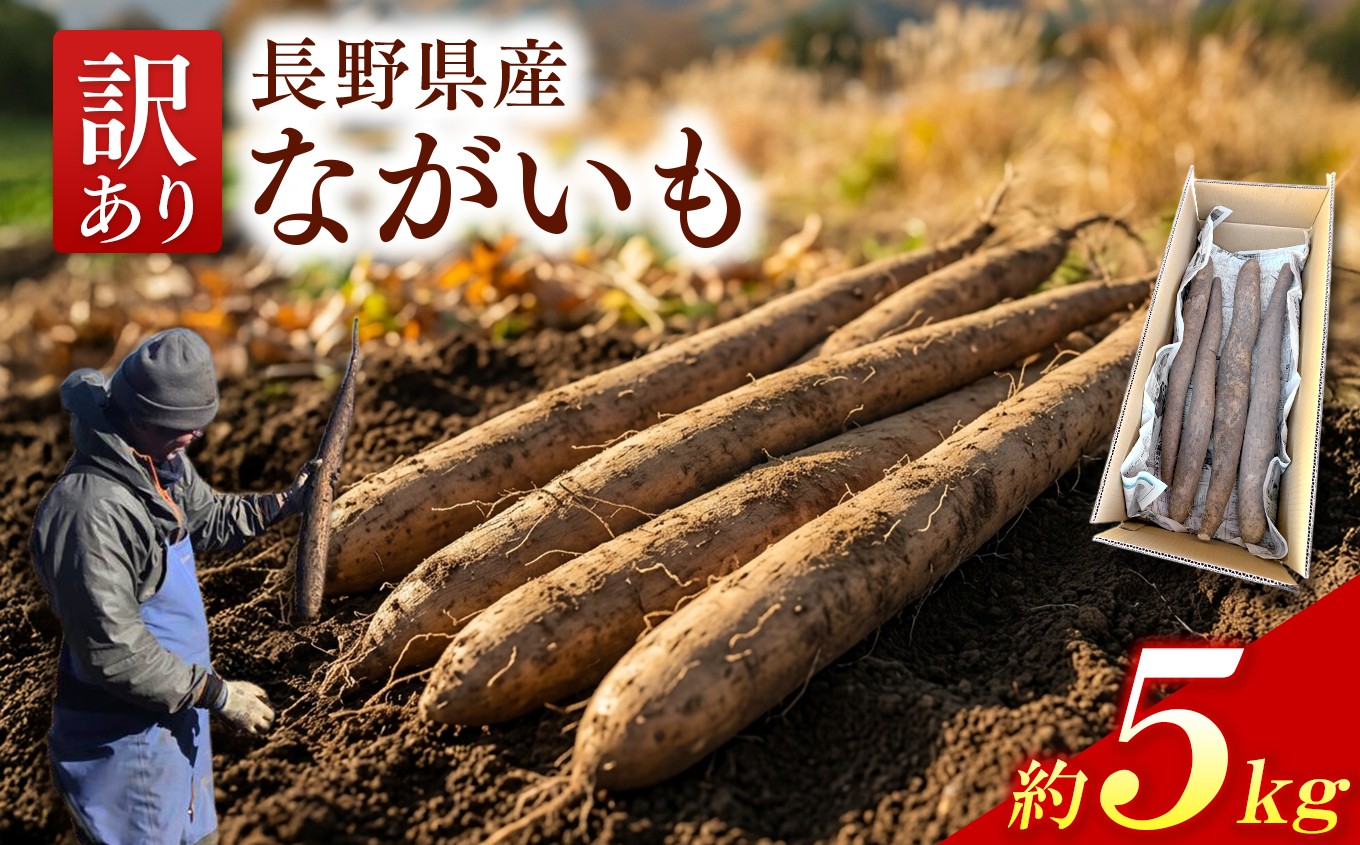 
                  ながいも 訳あり 信州 伊那産 ながいも 約5kg 規格外 家庭用 自家用 訳あり 長芋 みのる農園 ｜ 野菜 とろろ とろろ芋 浅漬け サラダ 伊那 長野 信州 【013-64】
                