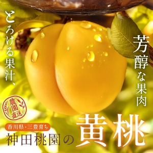 【ふるさと納税】 桃 産地直送 「神田桃園の黄桃」 約2kg（6～8玉） [ フルーツ 名産品 桃 もも モモ 黄桃 果物 くだもの お取り寄せグルメ 三豊市 20000 20, 返礼品 神田桃園 ]