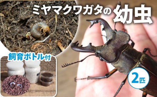 【配送期間：2025年1月下旬～4月上旬】ミヤマクワガタ（幼虫・2匹）飼育ボトル付 ( 飼育観察 ミヤマクワガタ 夏休み 自由研究 生き物 自然環境学習 プレゼント 贈り物 ギフト )