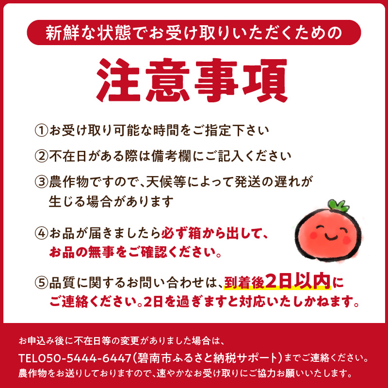 【2026年度予約分】甘さ抜群!トマト嫌いでも食べられるトマトベリー 約1.6kg 野菜ソムリエサミット 金賞 受賞 長田農園 産地直送 トマト とまと 野菜 やさい フルーツ サラダ 濃厚 甘い ご