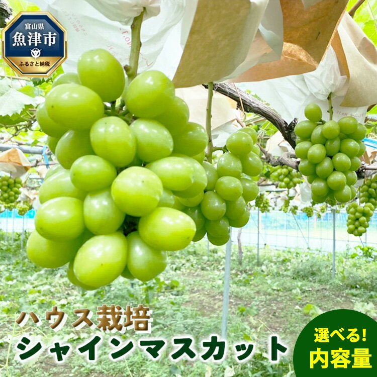 【ふるさと納税】＼選べる内容量／桃山ぶどう園のシャインマスカット（ハウス栽培）｜フルーツ 果物　※北海道・沖縄・離島への配送不可　※2025年9月中旬頃より順次発送予定