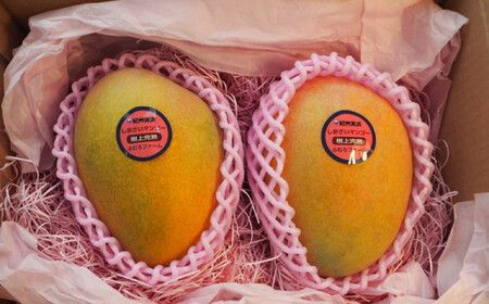 和歌山県産 樹上完熟しおさいマンゴー 2玉入り★2025年７月末頃より順次発送　［TM218］