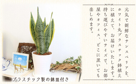 《先行予約》【観葉植物】サンスベリア 5号 ホワイト丸プラスチック鉢 土の表面:ウッドチップ｜観葉植物 インテリア 部屋 おしゃれ 福岡県筑前町 送料無料