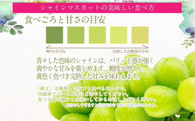 2025年予約受付中 シャインマスカット 晴王 7月8月9月に1回づつ出荷  3回 定期便 2房 1.4kg 人気 岡山県産 種無し 皮ごと食べる みずみずしい  フレッシュ 晴れの国 おかやま 果物