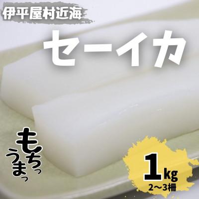 ふるさと納税 伊平屋村 もちっと食感 セーイカ 1kg(2〜3柵)
