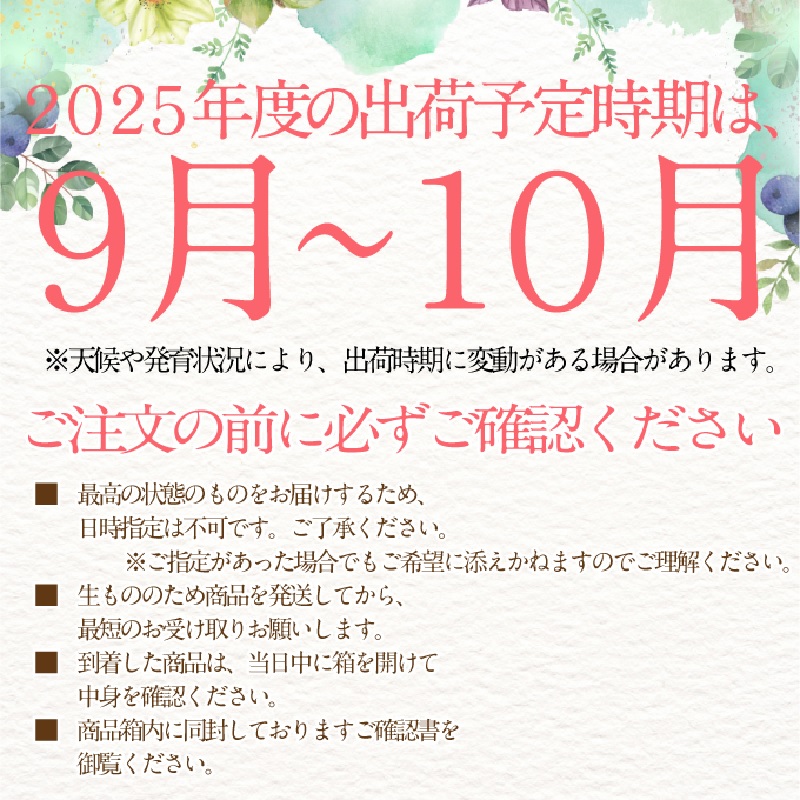 2025年予約受付中【 2回定期便】 プレミアム シャインマスカット 晴王 2房約1.15kg/ 岡山県 船穂産 赤秀品 種無し 皮ごと食べる みずみずしい 9月10月に1回づつ届け フレッシュ 晴れ