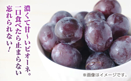 【先行予約】訳あり ピオーネ ぶどう 切り落とし 約1kg  【合同会社 社方園】ピオーネ 切り落とし 1kg ぶどう 季節限定 ピオーネ 葡萄 [ZBZ007]