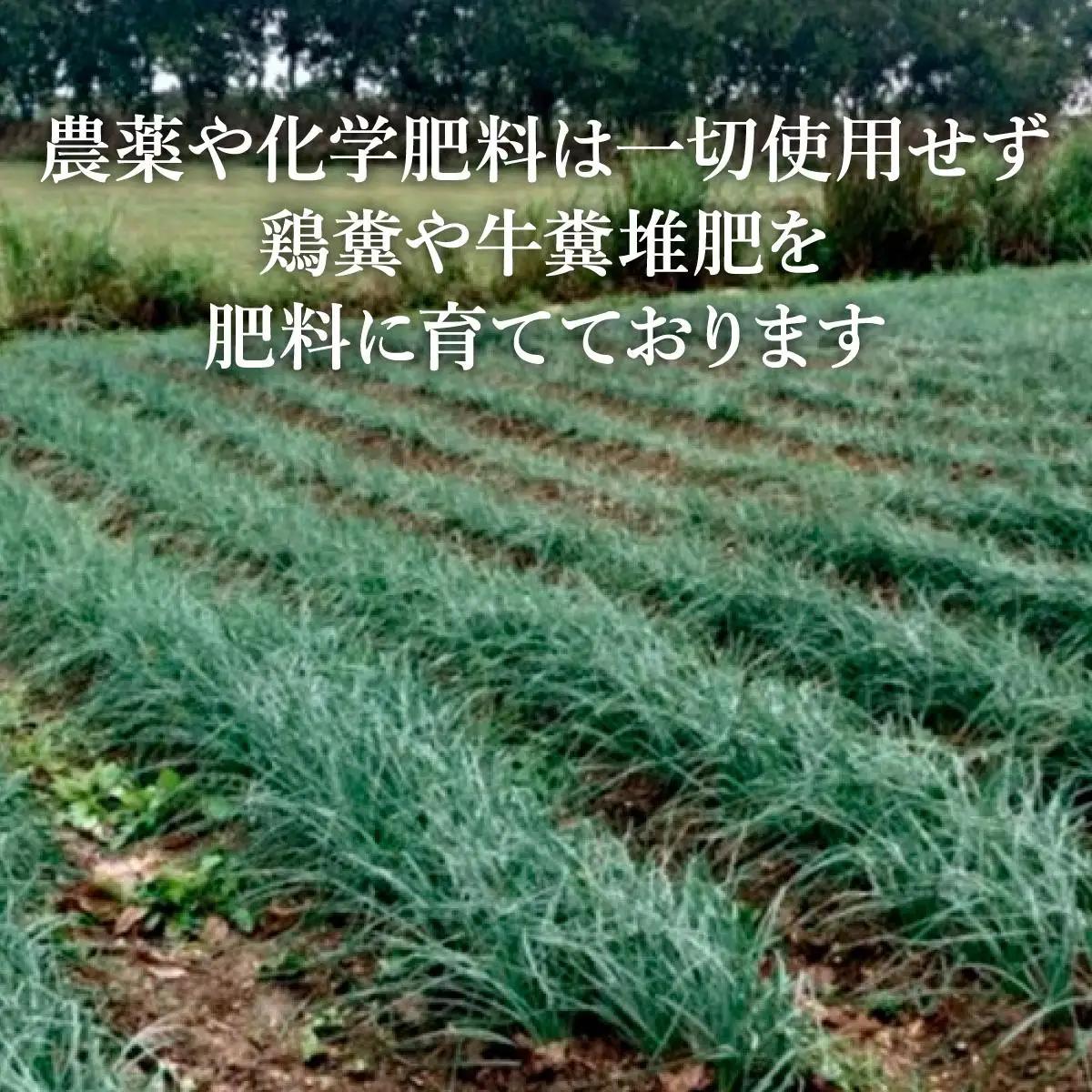 採れたて島らっきょう 農薬・化学肥料不使用 2kg ≪2027年3月中旬～6月下旬発送≫