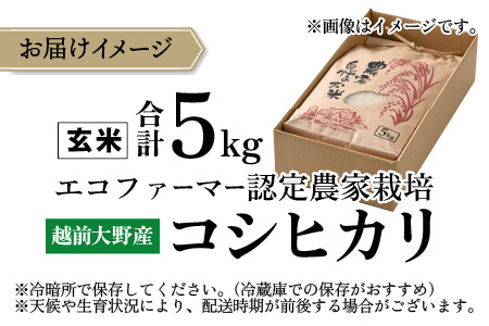 【先行予約】【令和8年産 新米】【有機栽培】越前大野産 エコファーマー認定農家栽培 こしひかり5kg（玄米）【2026年10月より順次発送】[A-001084]