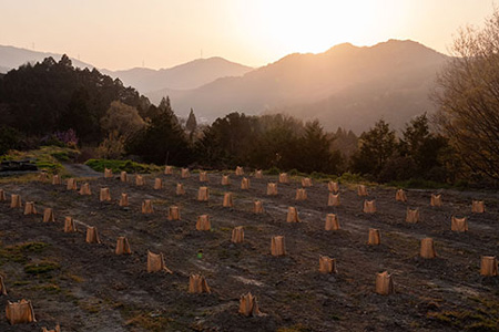 和柑橘deコスメ:山神果樹薬草園 柚子のボディソープセット