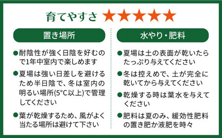 葉模様が独特で美しい 『マランタ・レウコネウラ・エリトロネウラ(ボスタス)』 糸島市 / cocoha 観葉植物 インテリア[AWB035]