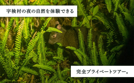 生き物ナイトツアー 1名様 奄美大島 宇検村 鹿児島県 旅行 自然 冒険 完全プライベート