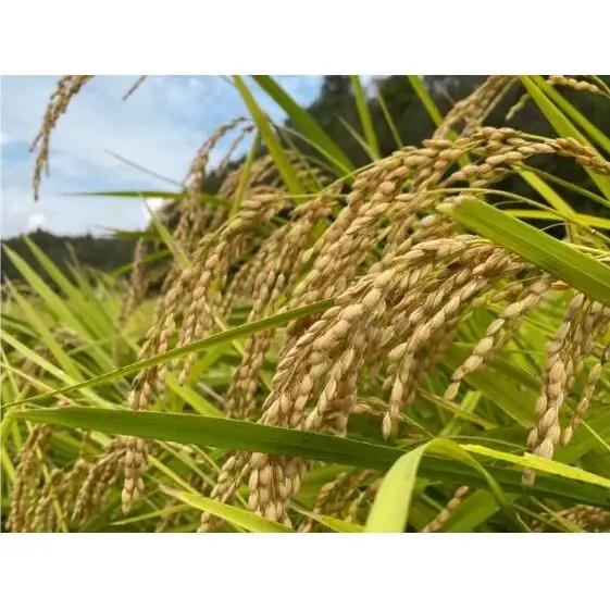 定期便 令和7年産 コシヒカリ 無洗米 5kg 定期便
