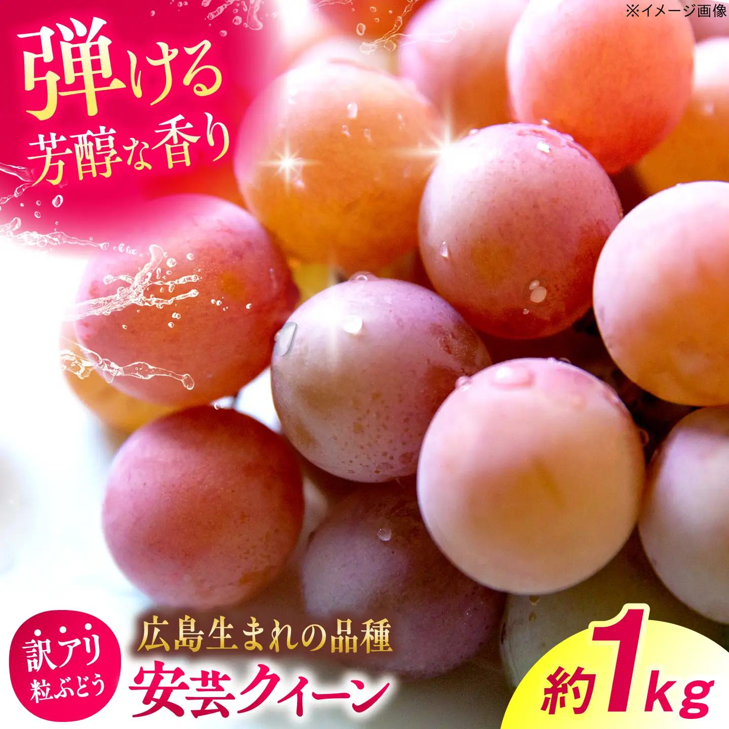 訳あり安芸クイーン 約1kg（500g×2パック）ぶどう 葡萄[APCM017/]