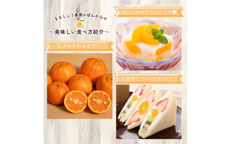 ＜先行予約＞ぽんかん【グランクリュなべしご】 5㎏　MS3 [MS-03] 【まるしょう農園】