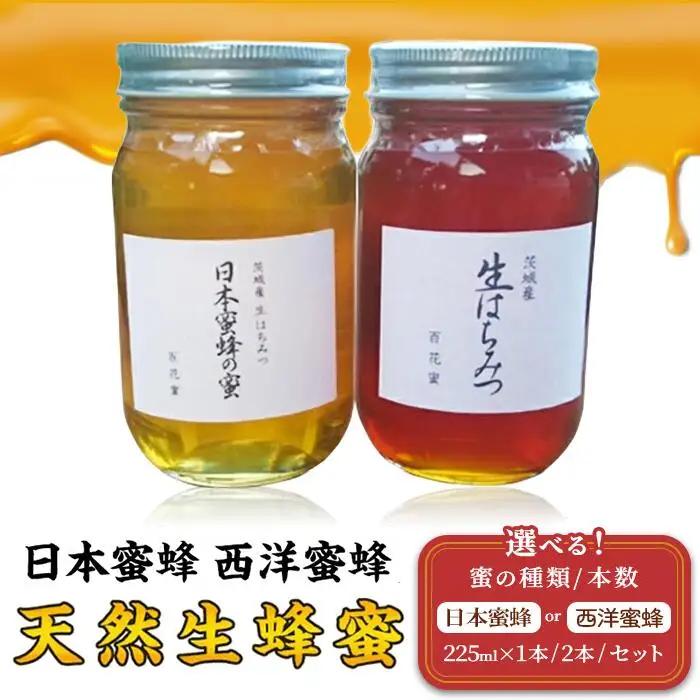蜂蜜 西洋蜜蜂 6月ごろ発送 はちみつ 生蜂蜜