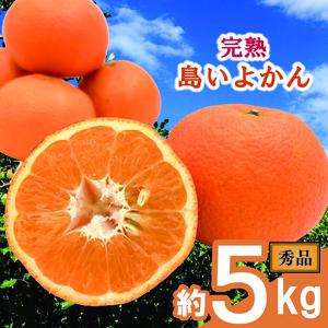【先行予約】 完熟島いよかん (秀品) 約5kg | みかん 伊予柑 【KK3222】