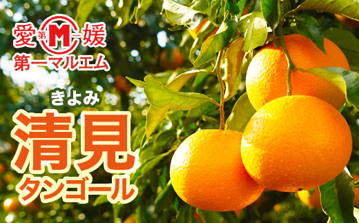 
                  【先行予約】清見 タンゴール 5kg 10000円 みかん mikan 蜜柑 ミカン きよみ 産地直送 国産 農家直送 期間限定 数量限定 特産品 ゼリー ジュース アイス 冷凍 みかん 等に 人気 甘い フルーツ 果物 柑橘 おいしい ジューシー 愛媛県 愛南町 第一マルエム青果有限会社
                