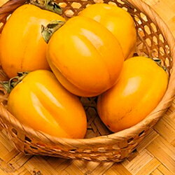 【ふるさと納税】山陰浜田の特産果樹「西条柿」（あわせ柿）2.5kg ＜10月上旬以降のお届け＞ 【010_1943】