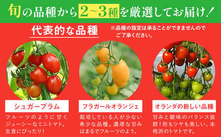 シャイントマト 500g シャイントマトファーム《1月中旬-6月中旬頃出荷》岡山県 笠岡市 送料無料 トマト 野菜 ミニトマト