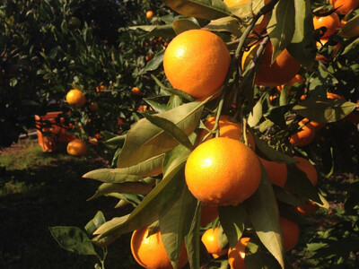 有田みかん10キロ サイズ混合