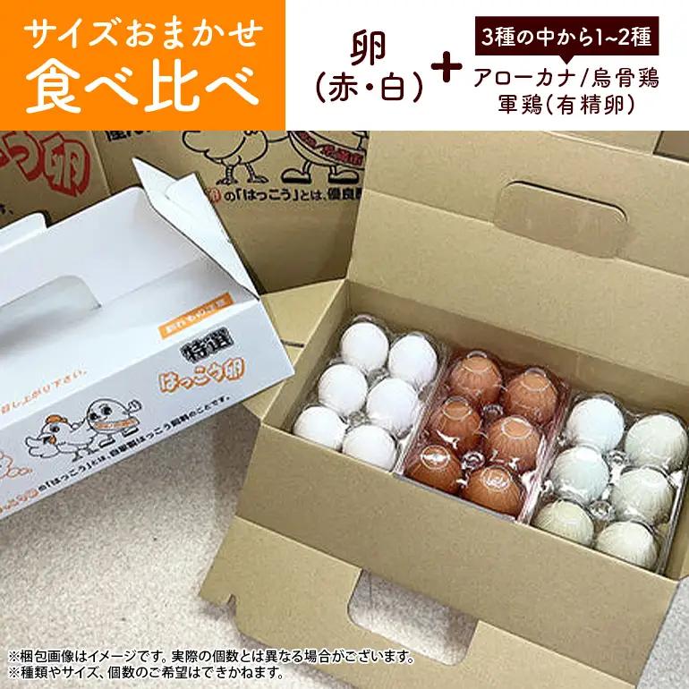 訳あり はっこう卵 3～4種 おまかせ 食べ比べ 15個 +破卵保障3個 卵 種類 サイズ お任せ 訳アリ 3種 4種 白卵 赤卵 青卵 烏骨鶏 有精卵 軍鶏 アローカナ たまご タマゴ 食比べ 生卵