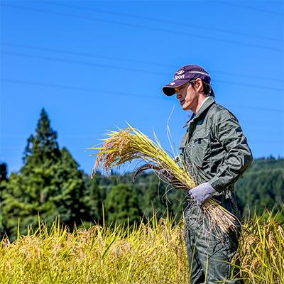 ふるさと納税 十日町市 【毎月定期便】魚沼産コシヒカリ「イネノハ」精米(3kg×4個)×6回【合計72kg】全6回 |  | 02