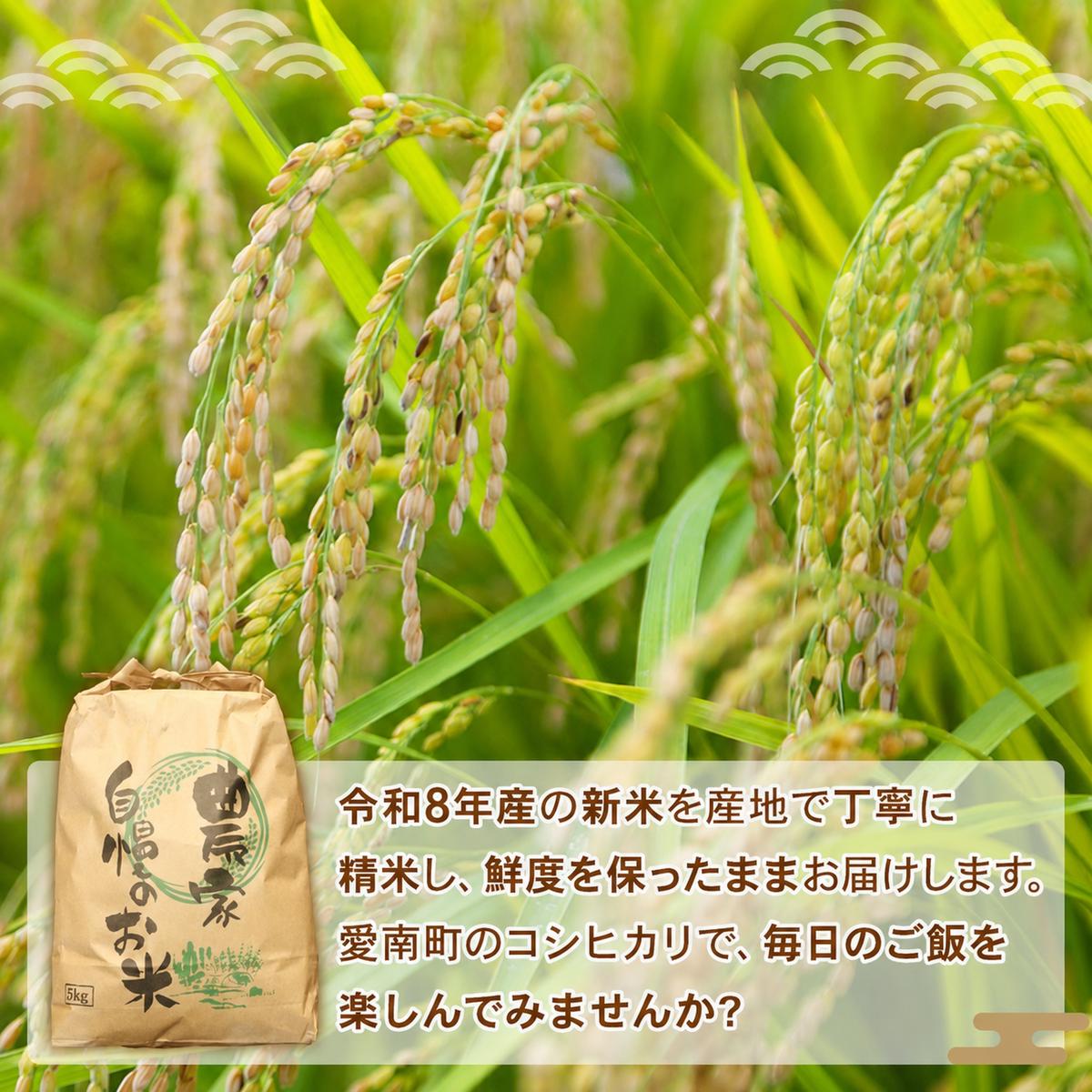 令和8年産 新米 コシヒカリ 5kg 米 お米 白米 精米 こしひかり 人気 産地直送 国産 農家直送 期間限定 数量限定 特産品 2026年産 大粒 もっちり 粘り 甘み おいしい おにぎり 贈答品