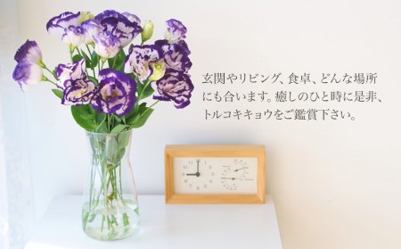 【先行予約】【期間限定】生産農家直送の八重咲き中～大輪フリル トルコキキョウ 花束 (紫覆輪) 1束 8本～10本 花束  生花