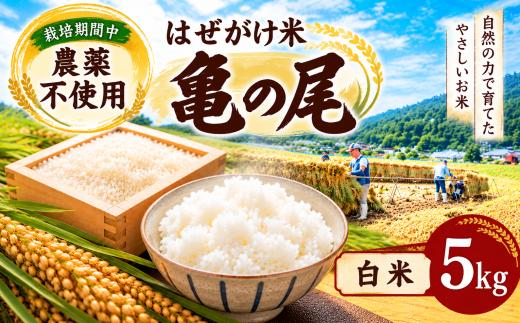 【栽培期間中 農薬不使用】はぜがけ米 亀の尾（白米）5kg | 米 国産 こめ 松本市 お米 ふるさと納税 信州 つきあかり 長野米 美味しい 松本産 ふっくら