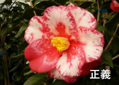 【2026年11月以降お届け】久留米の特産花卉 椿の苗木3種3本セット（椿2年生苗/高さ30cm前後）_苗木 椿 3種 セット 久留米の特産花卉 最小白花 正義 太郎冠者 産地直送 秋～春 開花 一重