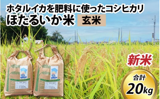 【先行予約】【新米】ほたるいか米（新米/玄米20kg）※25年9月中旬以降順次発送予定 【訳あり 米 コシヒカリ こしひかり ほたるいか ホタルイカ お米 ブランド米 富山 滑川 令和7年産 】