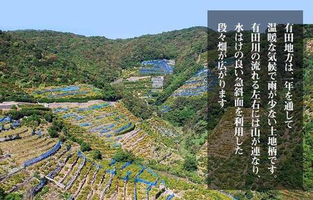 不知火 とにかく 小玉 箱込 2.5kg (内容量約 2.3kg) 秀優品混合 和歌山県産 産地直送［みかんの会］