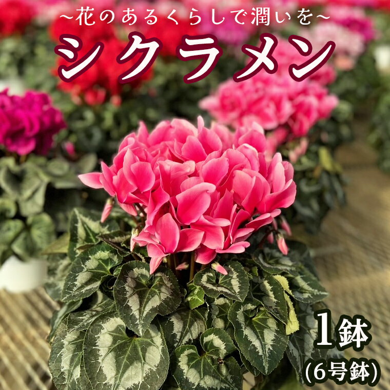 【ふるさと納税】【 先行予約 11月下旬より順次発送 】 シクラメン 6号鉢 1鉢 ～ 花のあるくらしで潤いを～お花 鉢植 ギフト クリスマス プレゼント 鉢花 フラワーギフト おまかせ 贈答