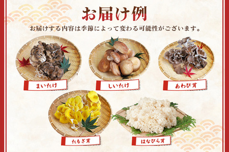 きのこの詰め合わせ Mサイズ 1.5kg 茨城県共通返礼品 城里町産 舞茸 椎茸 あわび茸 たもぎ茸 はなびら茸 完全室内栽培 栽培期間中農薬不使用 安心 安全 栄養豊富 こだわりのキノコ詰め合わせ 