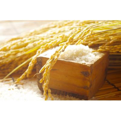 ふるさと納税 最上町 【白米】令和7年産山形県産雪若丸5kg |  | 01