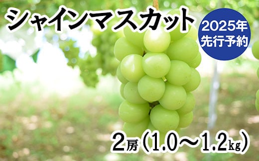 
            【2025年発送分 先行予約】シャインマスカット 1.0~1.2ｋｇ （２房） シャイン マスカット フルーツ 山梨県産 果物 くだもの ぶどう ブドウ 葡萄 種なし 種なし 産地直送 先行予約 富士川町
          