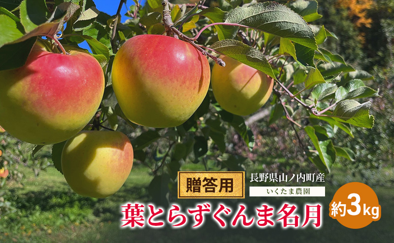 【2026年11月発送】贈答用 葉とらずぐんま名月　約3kg リンゴ りんご フルーツ 果物 お取り寄せ 長野県 山ノ内町