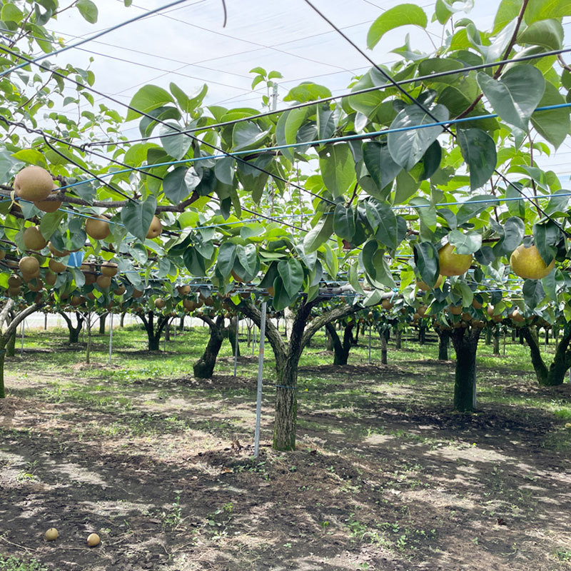 にっこり 15kg 18～24玉 ｜ 栃木県産 宇都宮市 梨 なし にっこり フルーツ 果物　※離島への配送不可　※2024年11月上旬頃～11月中旬頃に順次発送予定