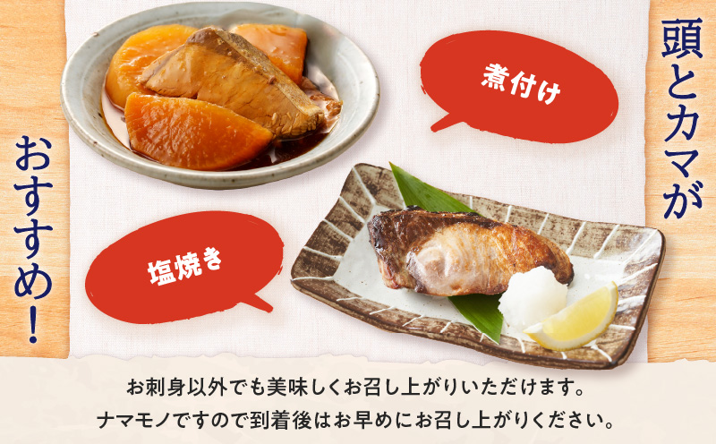 鹿児島県産カンパチ 約3.5kg 刺身用ブロック（ロイン） 活〆※真空包装　K294-003_03