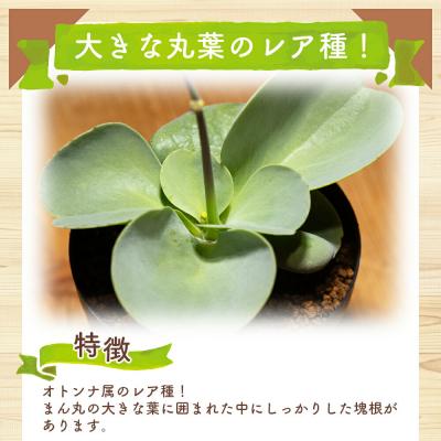 ふるさと納税 香南市 塊根植物 パベルカエ オトンナ cc-0008 |  | 01