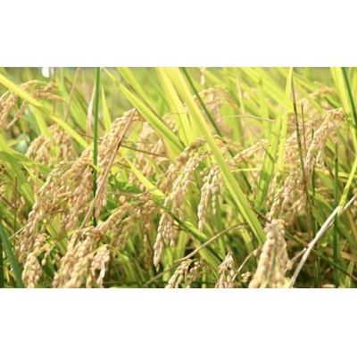 ふるさと納税 福島市 やまろく商店【令和6年産】有機栽培「福、笑い」玄米2kgNo.2385 |  | 01
