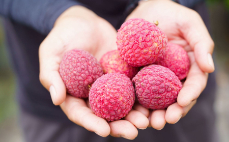 【令和7年6月中旬ごろより発送】完熟マンゴーと生ライチのセット マンゴー 1玉 生ライチ 6～8玉入り 室戸海洋深層水使用 アップルマンゴー （アーウィン） 生ライチ 国産 先行予約 先行受付 果物